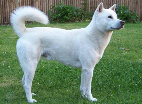 Kishu Ken - Temperament, Lifespan, Shedding, Puppy