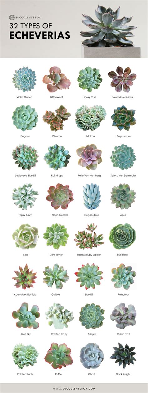 Types of Succulents | Digital Printable Succulent Identification Chart ...