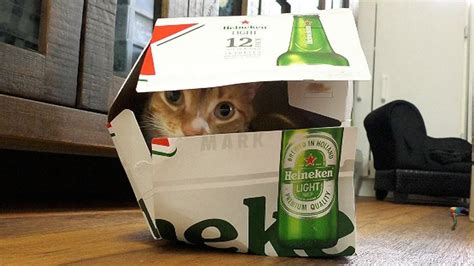 20 Of The Funniest Pictures Of Cats In Boxes