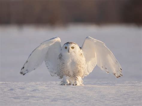 Snowy Owl Migration (Everything Explained) | Birdfact