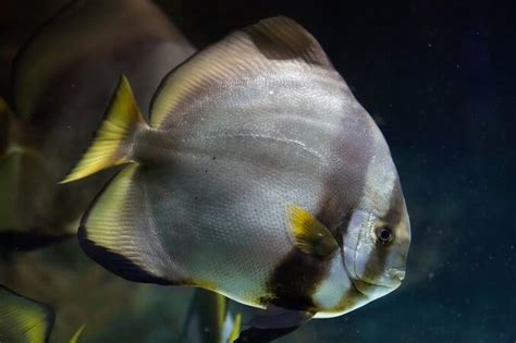 Pinnatus Batfish - Ultimate Care Guide | Fishkeeping World