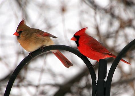 Cardinal Bird Wallpaper ·① WallpaperTag