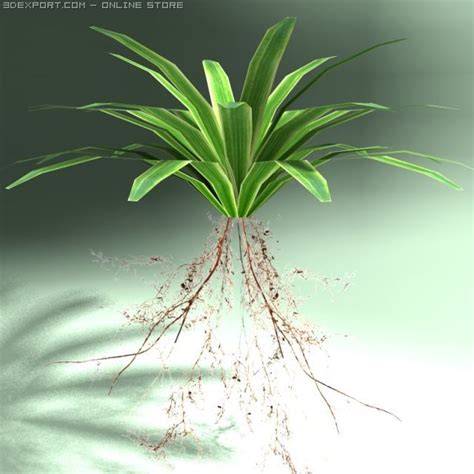 carex plant 3D Models in Plants 3DExport