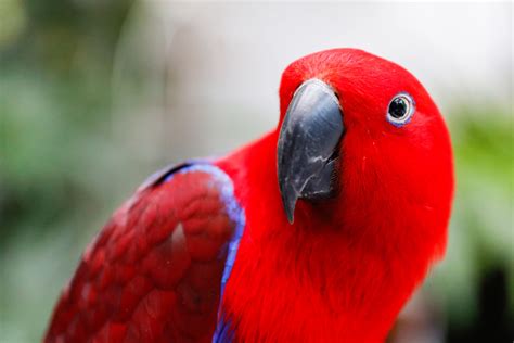 8 Top Large Parrots to Keep as Pets