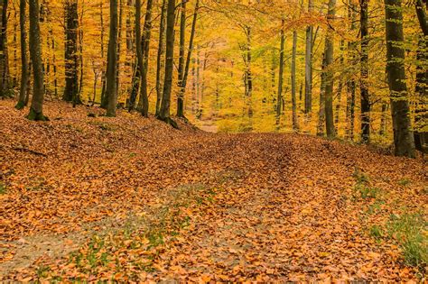 10 Deciduous Forest Facts - Location, Animal Life, Soil & More | Facts.net