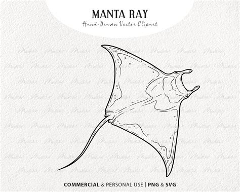 Manta Ray Vector Clipart. Stingay Fish SVG Illustration. Shark - Etsy