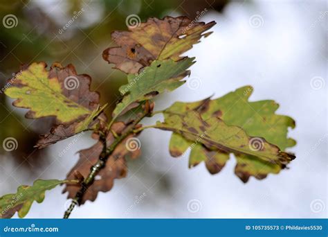 Autumn Oak Tree Leaf Close Up Stock Image - Image of autumn, flowers: 105735573