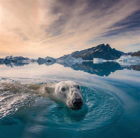 Polar Bear in Greenland. Photo by National Geographic photographer Andy ...