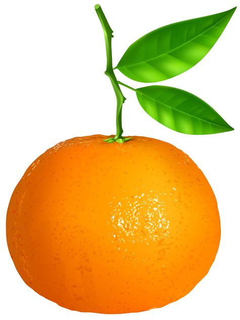 Tangerine Transparent PNG Clip Art Image | Imagens de frutas, Frutas, Laranja