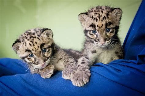 2-Clouded-leopard-cubs-web | WSU Insider | Washington State University