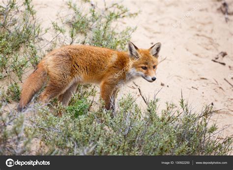 Wild red fox cub Stock Photo by ©pimleijen 130922250