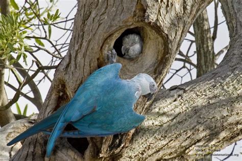 Spix’s Macaw Habitat Purchase and Restoration Project – Parrots ...