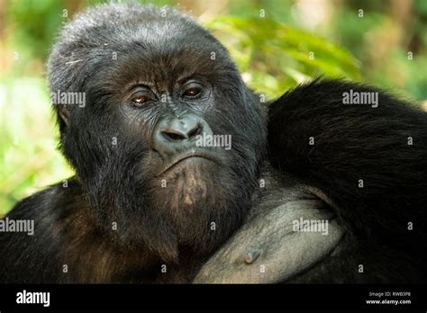 Mountain gorilla, Gorilla beringei beringei, Mgahinga Gorilla National Park, Uganda Stock Photo ...