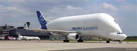 Infographic / Airbus Beluga