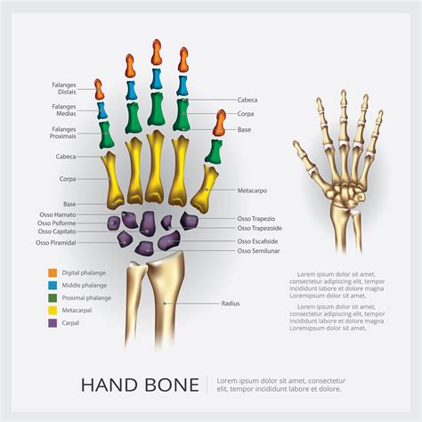 Human Anatomy Hand Bone Vector Illustration 536870 Vector Art at Vecteezy