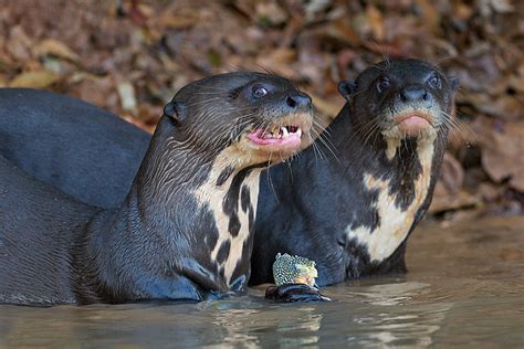 Giant River Otters | Sean Crane Photography