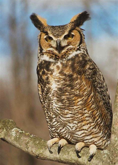 Great horned owl - Alchetron, The Free Social Encyclopedia