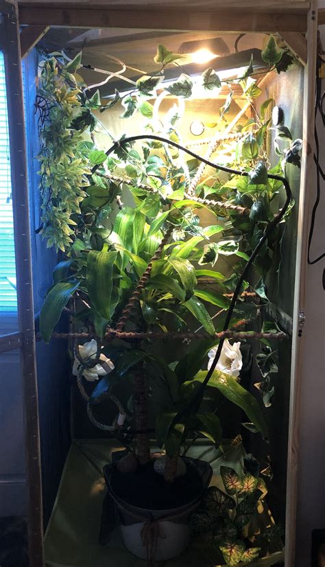 My Chameleon enclosure | Chameleon enclosure, Chameleon cage, Chameleon terrarium