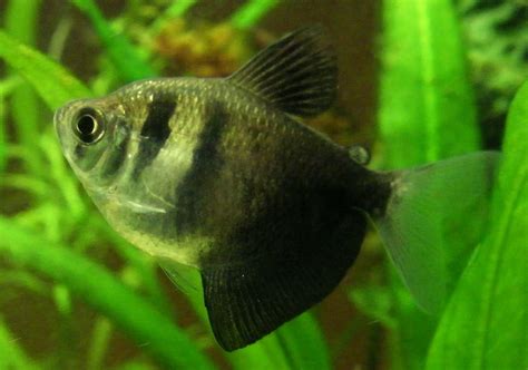 Black Skirt Tetra Diseases Care Guide | Feeding & Breeding