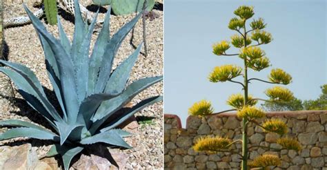 Agave americana (Century Plant) - World of Succulents