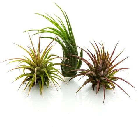 Air Plants 3 Pack Assortment of Tillandsia Air Plants 1"-3" | Michaels