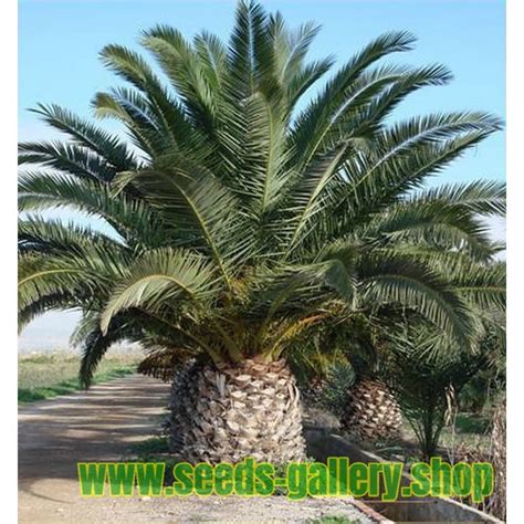 Canary Island Date Palm Seeds (Phoenix canariensis) - Price €2.75