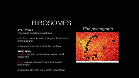 Cell Structure Function- Ribosomes - YouTube