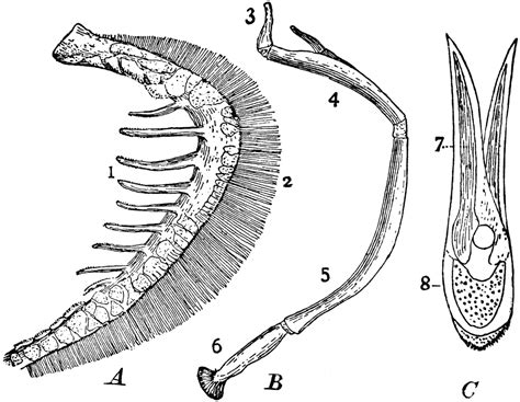 Parts of Fish Gills | ClipArt ETC