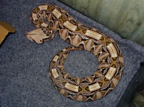 The Medical Secrets of Animals: Gaboon Viper venom could treat circulatory disorders