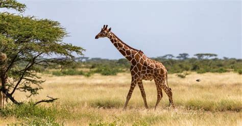 Giraffe Spirit Animal Symbolism & Meaning