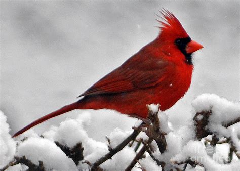 Cardinal In Snow Photograph by Lydia Holly