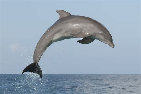 Learning About Dolphins for Homeschoolers