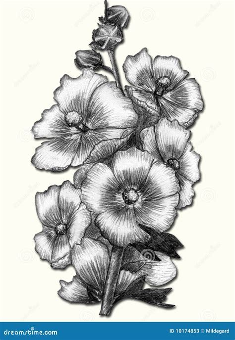 Pencil Shading Drawings Of Flowers