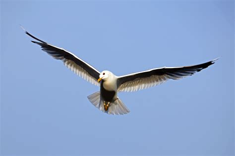 File:Bird in flight wings spread.jpg - Wikimedia Commons