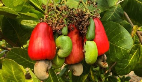 Inside Cashew Plant: Facts, How to Grow and Care Tips