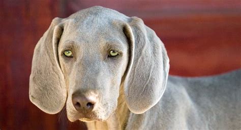 Dogs With Green Eyes - Which Dog Breeds Have Green Eyes?