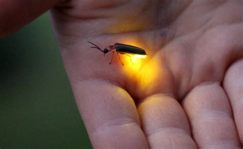 How the Chemistry Behind a Firefly's Glow Could Lead to Innovations in ...