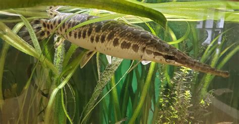 Calusa Nature Center - Spotted Gar - ZooChat