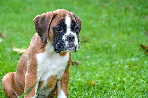 6 Week Boxer Puppy – KeepingDog