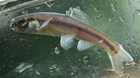 Bluntnose Minnow | TNACIFIN | Freshwater Information Network