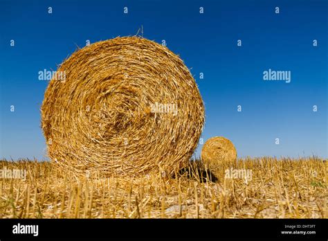 Straw bales in the light of sunset Stock Photo - Alamy