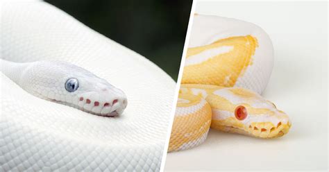 Leucistic VS Albino Reptiles