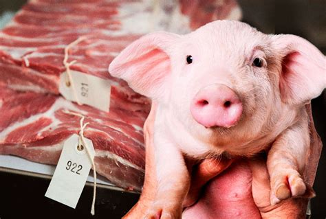 Meeting a "wonder pig" made me reconsider eating meat | Salon.com