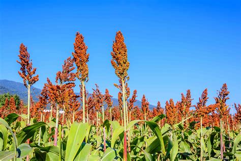 Sorghum Plant