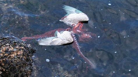 Octopus Caught Eating A Seagull