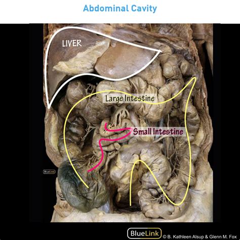 Gross Anatomy Glossary: Small & Large Intestine (Photos) | ditki ...