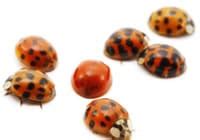 Why Do Ladybugs Have Spots? - Learn About Nature