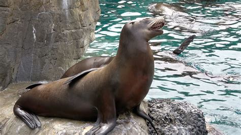 Sea Lion feeding at Pacific Point Preserve - SeaWorld Orlando - YouTube