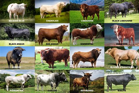 Cattle Breeds - Livestock Capital