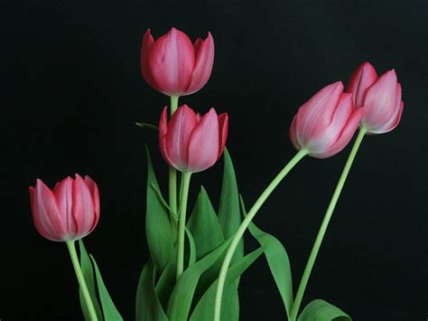 Pink Tulip Flower Pictures - 2013 Wallpapers